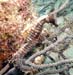 seahorse1231111