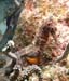 seahorse1231112