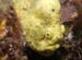frog1822