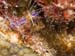kalliesreef0414-JH-2
