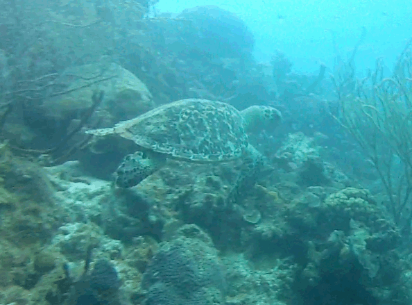 turtle