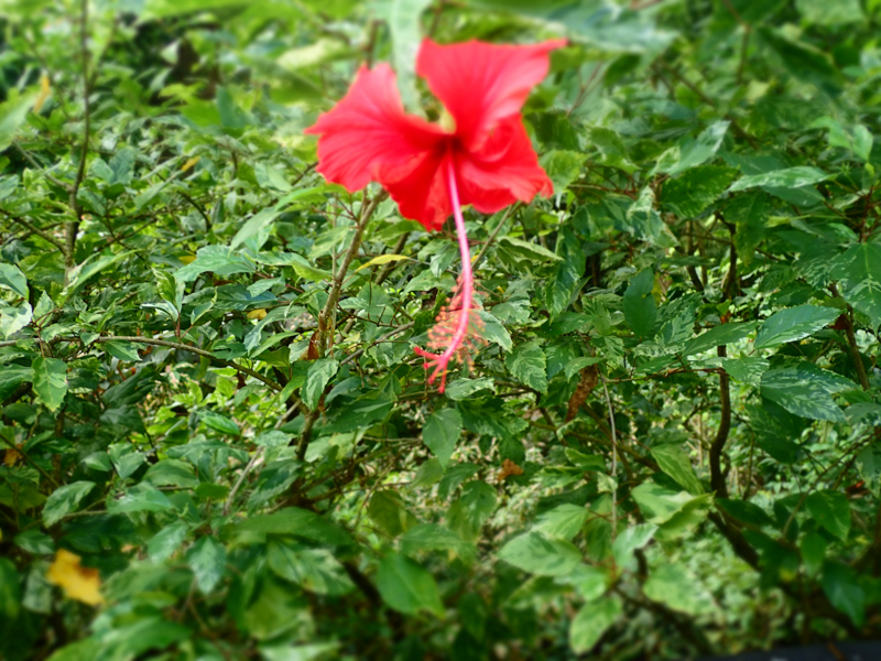 grenada