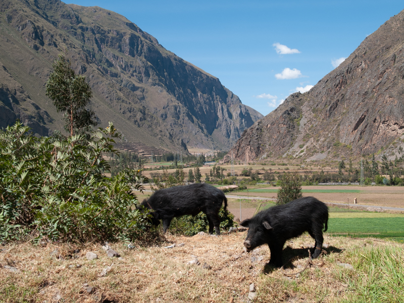 peru